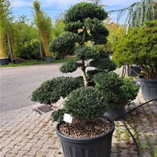 Ilex crenata, Gartenbonsai Tadd N20 125- 150