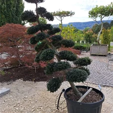 Ilex crenata, Gartenbonsai MI3(B) 225- 250