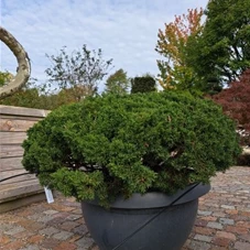 Juniperus chinensis, Gartenbonsai Dm. 110 40- +