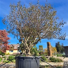 Vitex agnus-castus, Gartenbonsai NPbr n3 250- 275