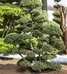 Japan-Stechpalme - Ilex crenata