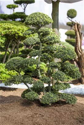 Japan-Stechpalme - Ilex crenata