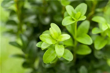 Buxus - Buchsbaum