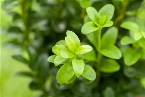 Hoher Buchsbaum - Buxus sempervirens