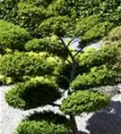 Japan-Stechpalme - Ilex crenata