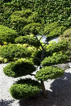 Japan-Stechpalme - Ilex crenata