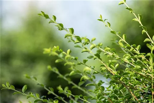 Japan-Stechpalme - Ilex crenata