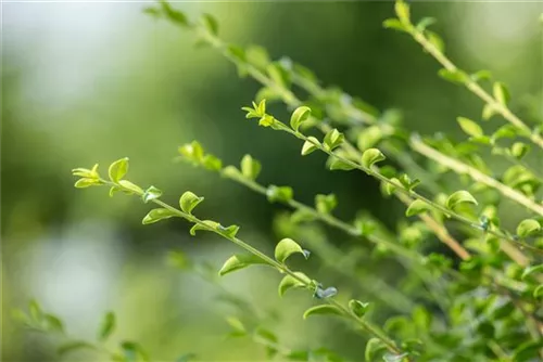 Japan-Stechpalme - Ilex crenata