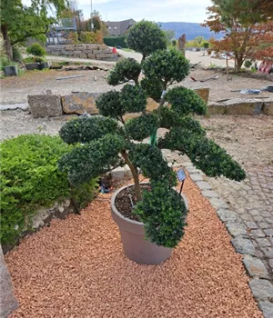 Ilex crenata