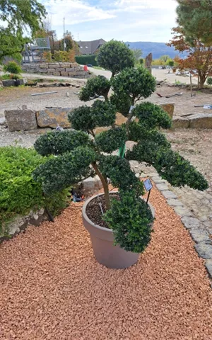 Ilex crenata