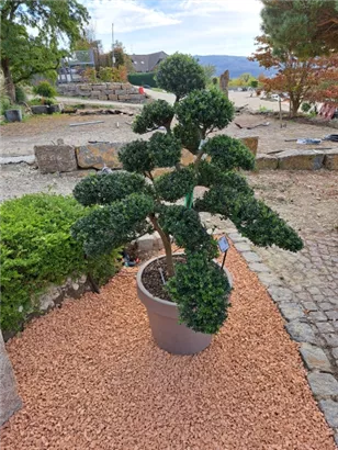 Japan-Stechpalme - Ilex crenata