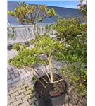 Sternmagnolie - Magnolia stellata - Bonsai