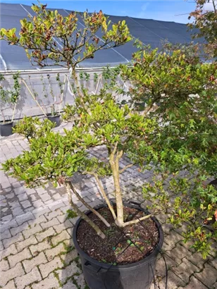 Sternmagnolie - Magnolia stellata - Bonsai