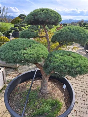 Zwerg-Silberkiefer - Pinus sylvestris 'Watereri'