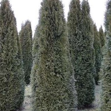 Thuja occidentalis 'Smaragd' - Heckenpflanzen, mDb 275- 300