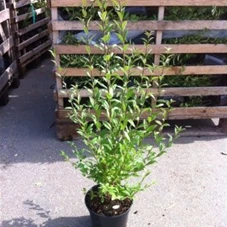 Ligustrum vulgare 'Atrovirens', C 3 80- 100