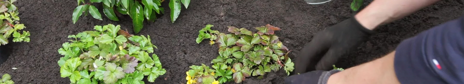 Golderdbeere - Einpflanzen im Garten