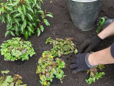 Golderdbeere - Einpflanzen im Garten