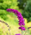 Sommerflieder - Buddleja davidii 'Royal Red'