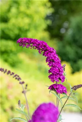 Sommerflieder - Buddleja davidii 'Royal Red'