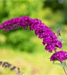 Sommerflieder - Buddleja davidii 'Royal Red'