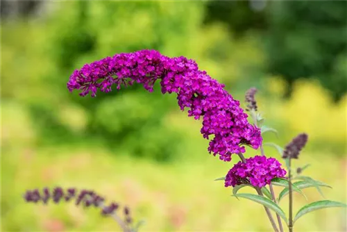 Sommerflieder - Buddleja davidii 'Royal Red'