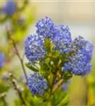 Säckelblume 'Victoria' - Ceanothus impressus 'Victoria'