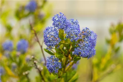 Säckelblume 'Victoria' - Ceanothus impressus 'Victoria'