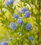 Säckelblume 'Victoria' - Ceanothus impressus 'Victoria'