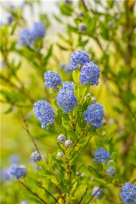 Säckelblume 'Victoria' - Ceanothus impressus 'Victoria'