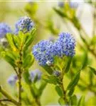 Säckelblume 'Victoria' - Ceanothus impressus 'Victoria'