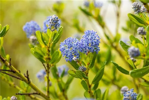 Säckelblume 'Victoria' - Ceanothus impressus 'Victoria'