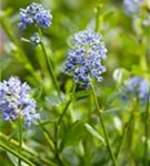 Säckelblume 'Victoria' - Ceanothus impressus 'Victoria'