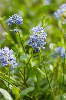 Säckelblume 'Victoria' - Ceanothus impressus 'Victoria'