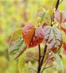 Judasbaum canadensis 'Merlot' - Cercis canadensis 'Merlot'