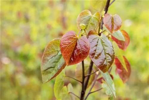 Judasbaum canadensis 'Merlot' - Cercis canadensis 'Merlot'