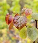 Judasbaum canadensis 'Merlot' - Cercis canadensis 'Merlot'