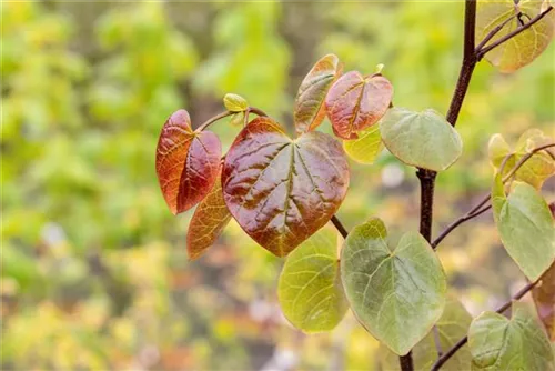 Judasbaum canadensis 'Merlot' - Cercis canadensis 'Merlot'