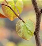 Judasbaum canadensis 'Merlot' - Cercis canadensis 'Merlot'