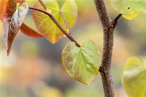 Judasbaum canadensis 'Merlot' - Cercis canadensis 'Merlot'