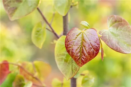 Judasbaum canadensis 'Merlot' - Cercis canadensis 'Merlot'