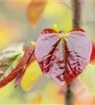 Judasbaum canadensis 'Merlot' - Cercis canadensis 'Merlot'