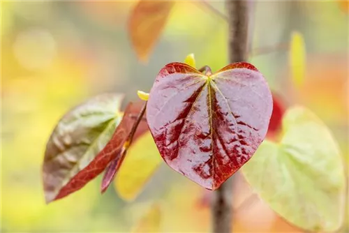 Judasbaum canadensis 'Merlot' - Cercis canadensis 'Merlot'