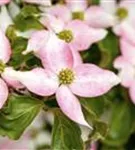 Hartriegel - Cornus kousa 'Beni Fuji'