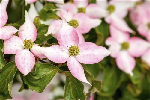 Hartriegel - Cornus kousa 'Beni Fuji'