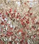 Zaubernuss 'Diane' - Hamamelis interm.'Diane'