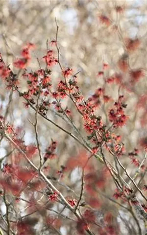 Hamamelis interm.'Diane'