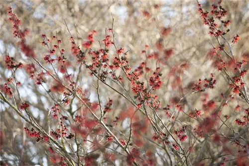 Zaubernuss 'Diane' - Hamamelis interm.'Diane'