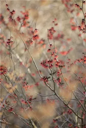 Zaubernuss 'Diane' - Hamamelis interm.'Diane'