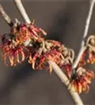 Zaubernuss 'Diane' - Hamamelis interm.'Diane'